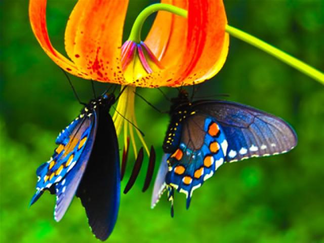 Estudian gen responsable de la diversidad de colores de las mariposas Estudian gen responsable de la diversidad de colores de las mariposas