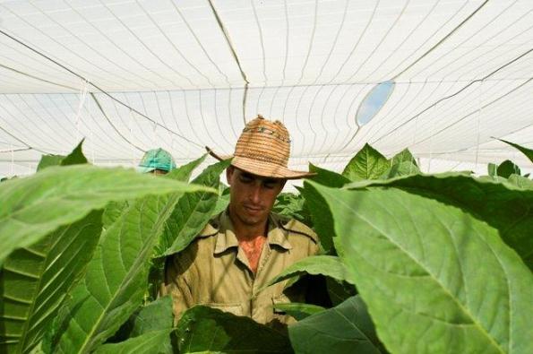 De Vuelta Abajo al Concurso Habanosommelier De Vuelta Abajo al Concurso Habanosommelier