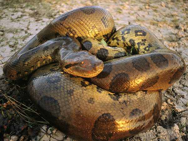 La anaconda, serpiente más grande del mundo La anaconda, serpiente más grande del mundo