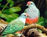 El 20 por ciento de las especies de aves del planeta vive en las ciudades El 20 por ciento de las especies de aves del planeta vive en las ciudades