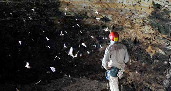 Los murciélagos viven en cuevas para evitar el peligro y ahorrar energía. Los murciélagos viven en cuevas para evitar el peligro y ahorrar energía.