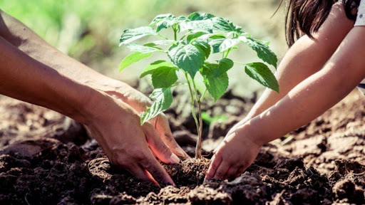 Trees: An Essential Source of Life