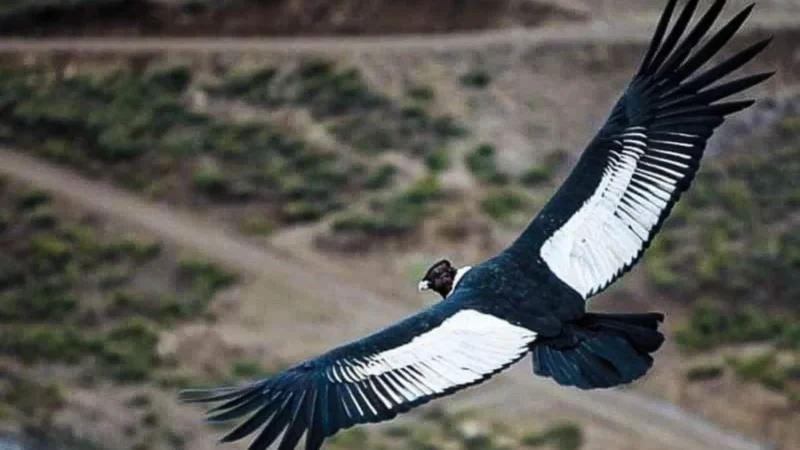 A Song for the King of the Andes