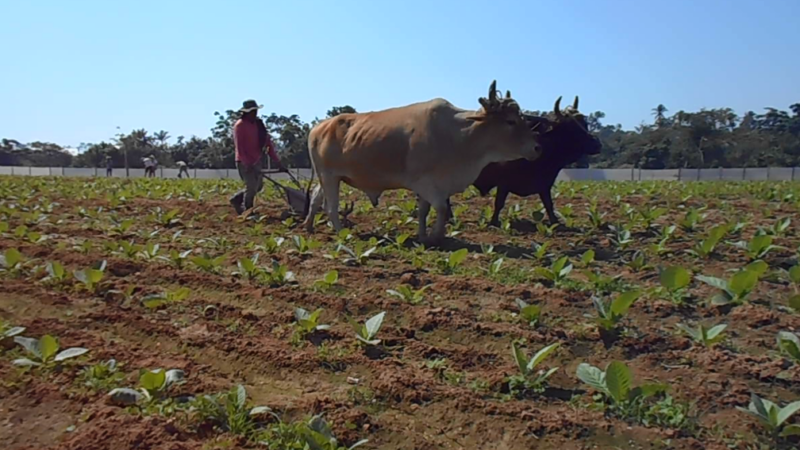 Desde San Luis, Pinar del Río, el mejor tabaco del mundo (+Fotos y Videos)