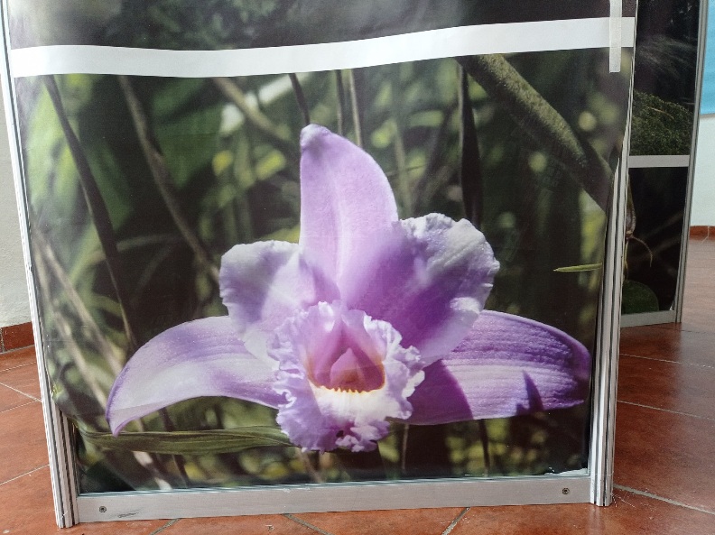 Orquídeas de Colombia en La Habana