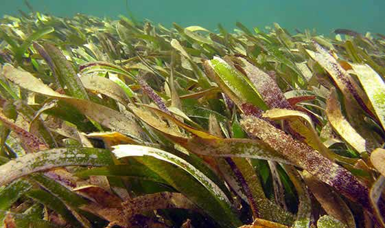 Anuncian novedoso proyecto por la biodiversidad y la salud humana