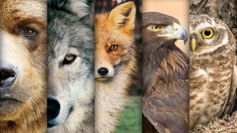 Un secreto para ti: los animales de poder