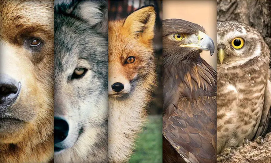 Un secreto para ti: los animales de poder
