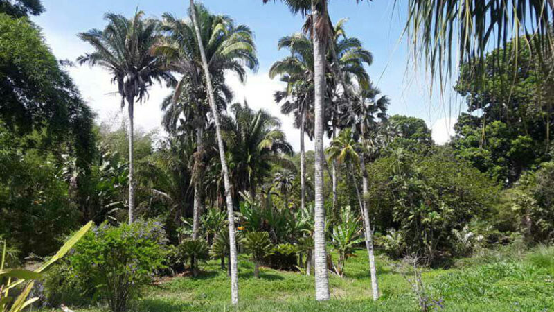 Acontecen varias acciones en Cuba por Día Mundial del Medio Ambiente