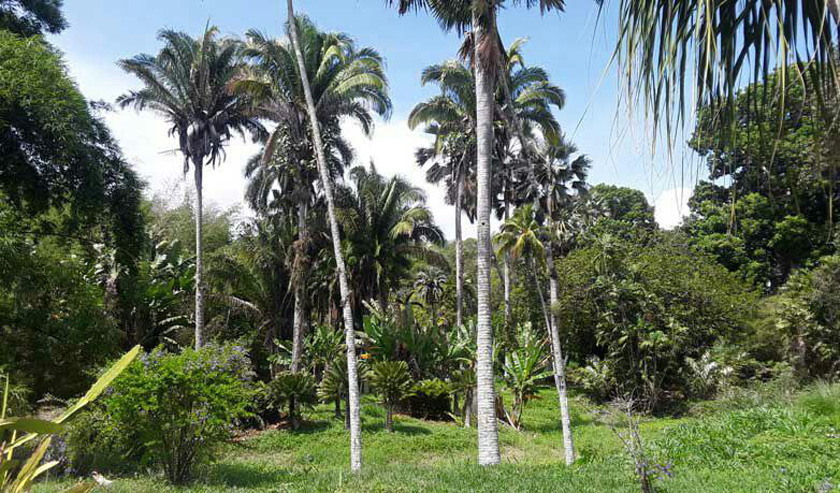 Acontecen varias acciones en Cuba por Día Mundial del Medio Ambiente