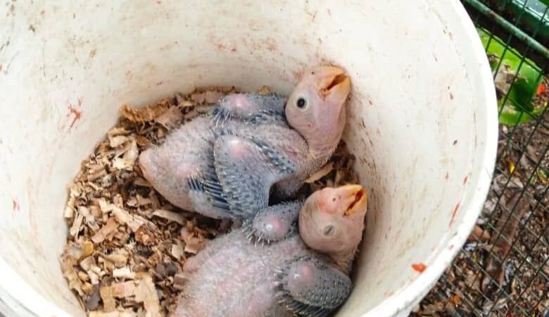 Reportan primer nacimiento de cotorras cubanas en Villa Clara