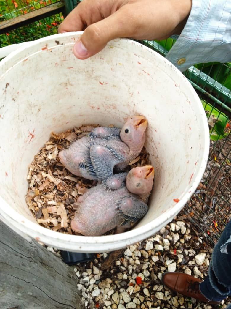 Reportan primer nacimiento de cotorras cubanas en Villa Clara