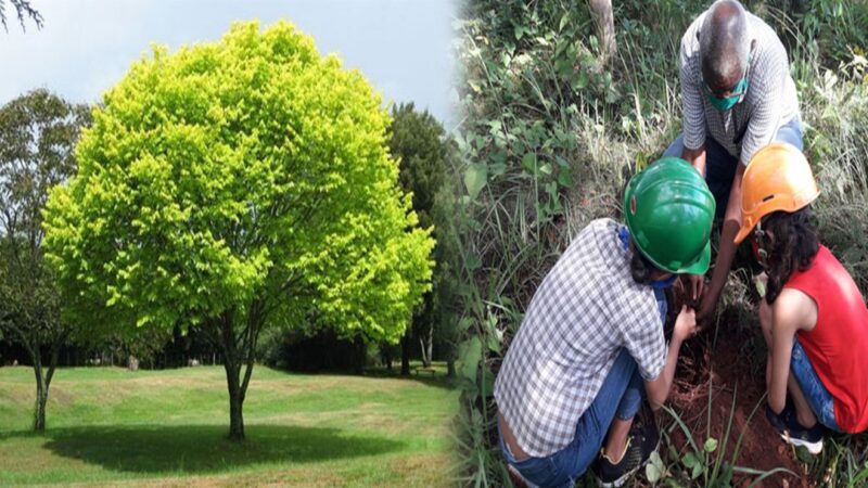 ¿Plantar un árbol? Sí, la Tierra lo necesita