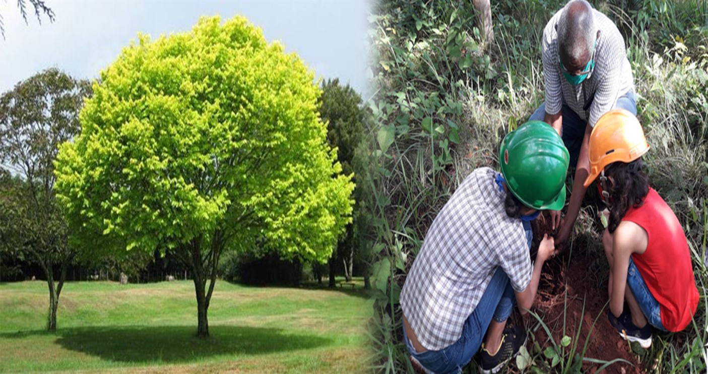 ¿Plantar un árbol? Sí, la Tierra lo necesita