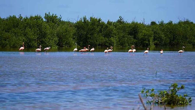 Retorna el flamenco a manglares rehabilitados al norte de Cuba