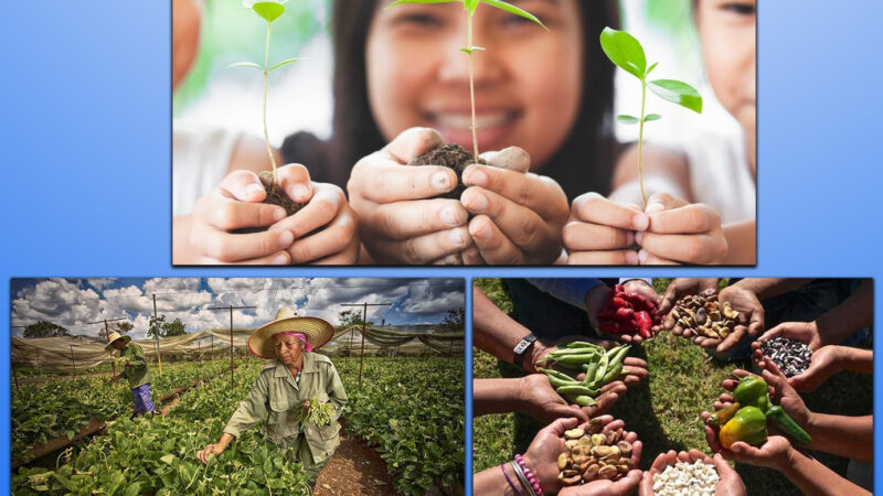 16 de octubre, Día Mundial de la Alimentación