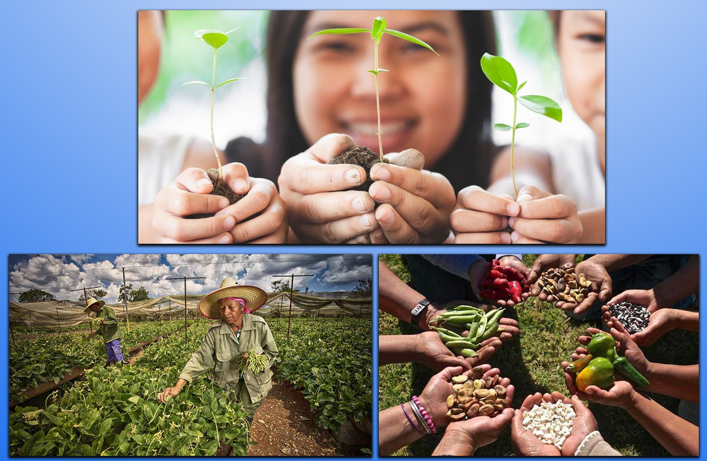 16 de octubre, Día Mundial de la Alimentación
