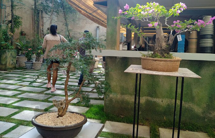 Bonsái, proyecto en armonía con vocación paisajística de la ciudad de Matanzas