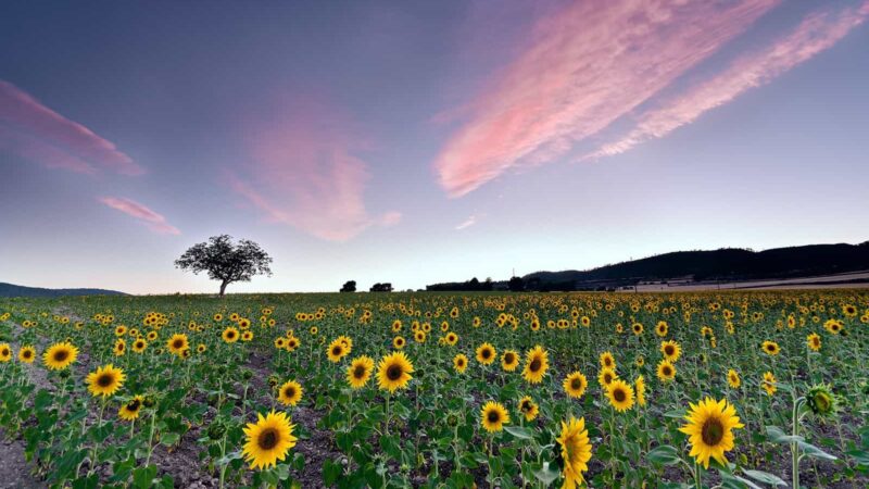 Un secreto para ti: la felicidad