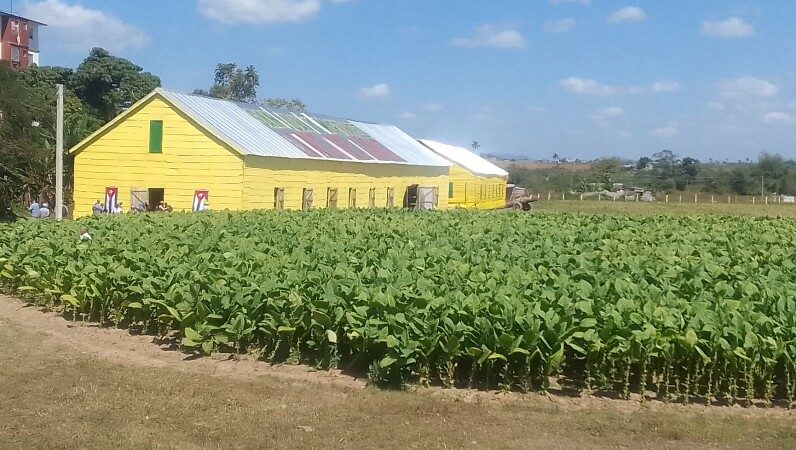 La tierra de Vuelta Abajo, Pinar del Río y sus hacedores en el XXIV Festival del Habano (+Fotos)