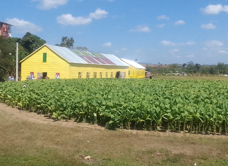 La tierra de Vuelta Abajo, Pinar del Río y sus hacedores en el XXIV Festival del Habano (+Fotos)