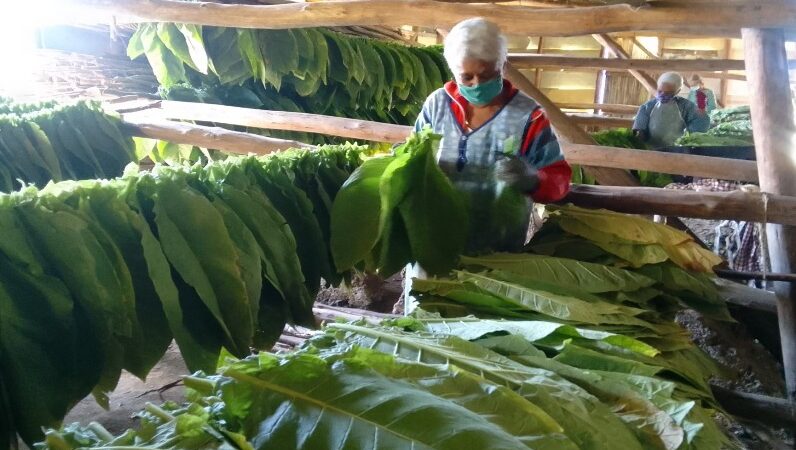 De la vega a la industria… la mujer