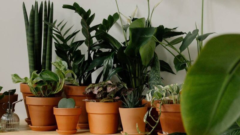 En sintonía con las plantas