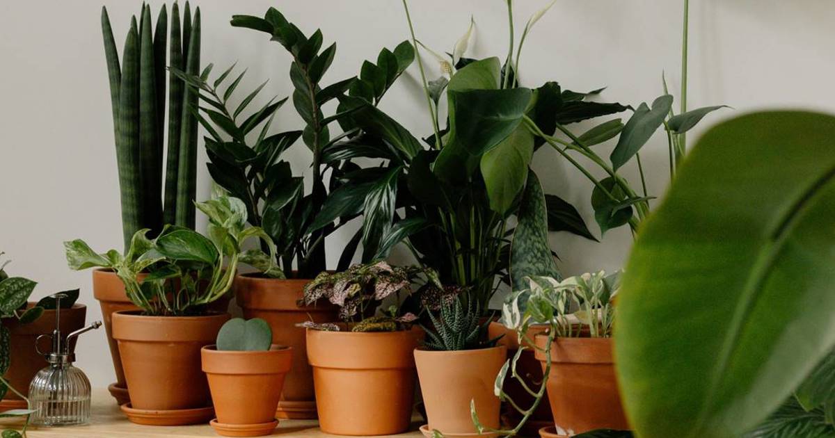 En sintonía con las plantas