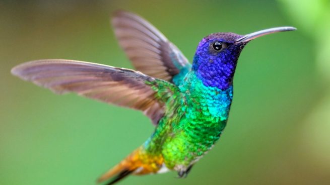 El colibrí, muy común en todo el archipiélago cubano