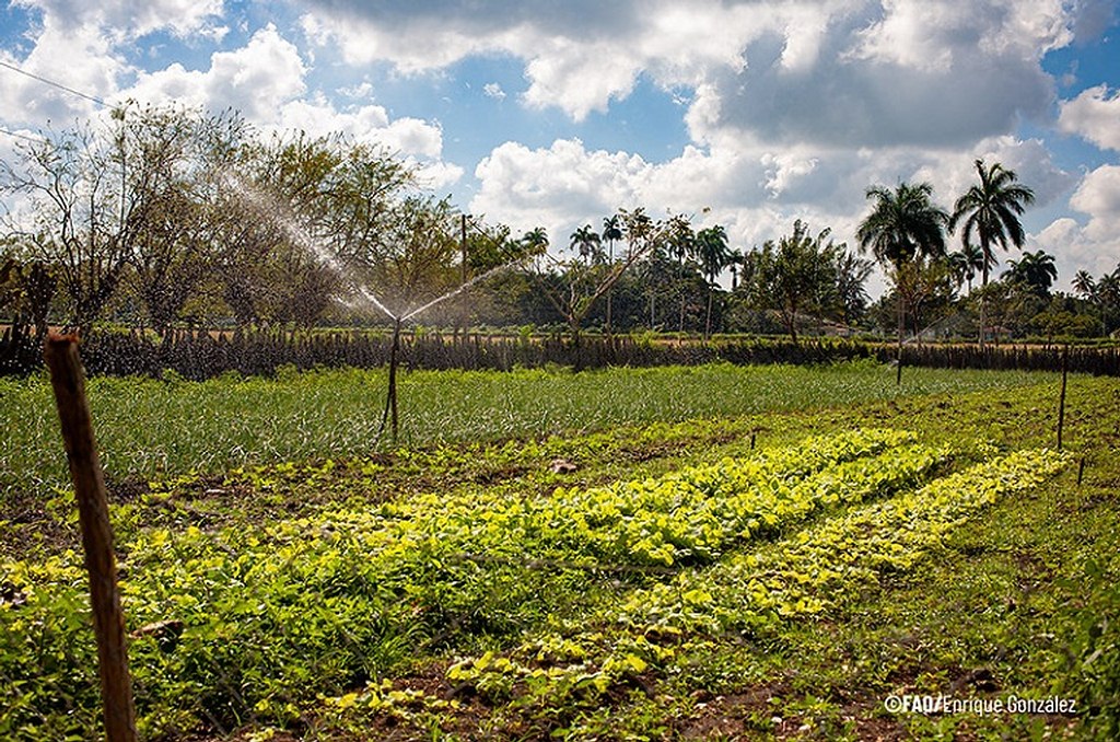 FAO y Unión Europea apoyan riego agrícola en Cuba