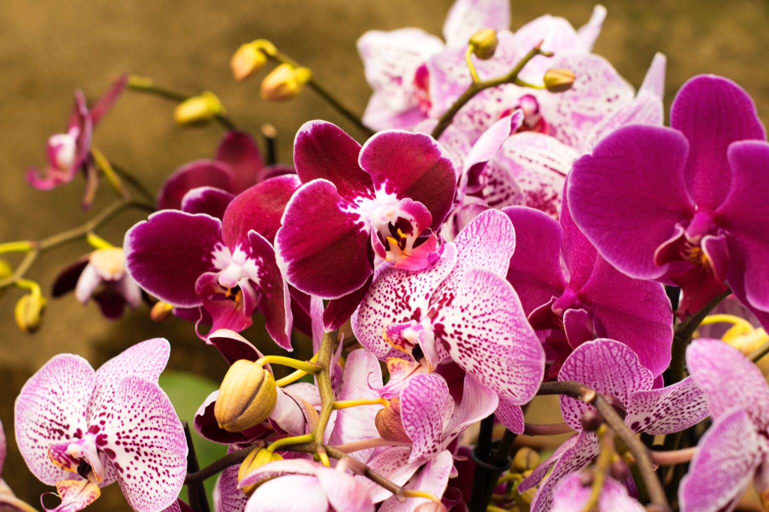 Gotas del saber: orquídeas, tortugas marinas y ecosistemas de manglares