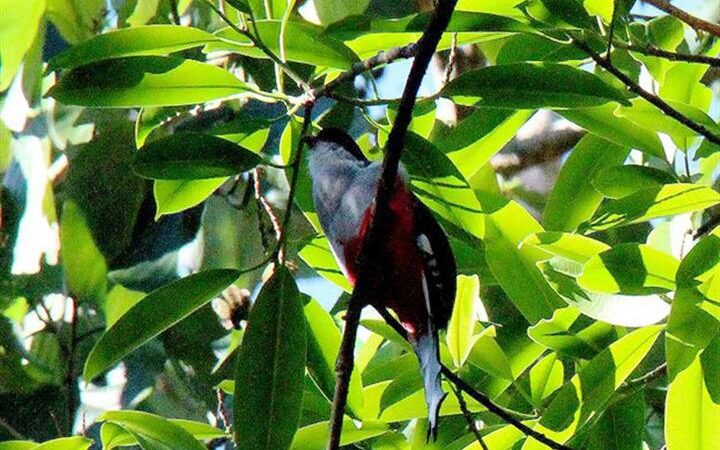 Reserva Lomas de Banao referencia botánica de Cuba
