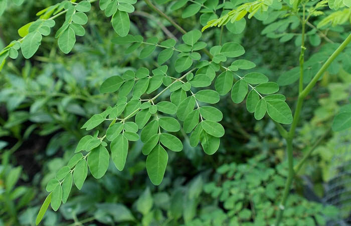 Destacan papel alimentario del árbol de la Moringa