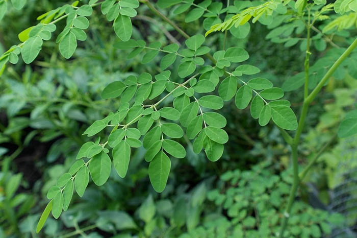 Destacan papel alimentario del árbol de la Moringa