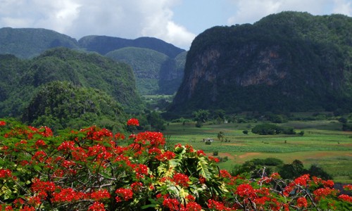 Flora cubana, aguas polares, volcanes y cambio climático en Gotas del saber