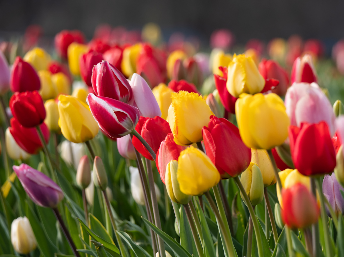 Un vínculo entre el ser humano y la naturaleza, las flores