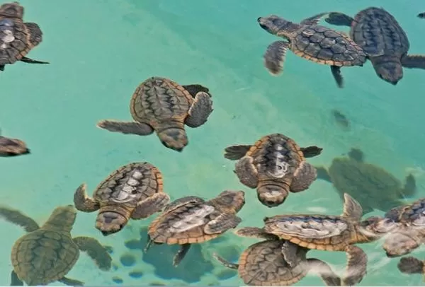 Los Canarreos, área de desove de las tortugas marinas en el Caribe