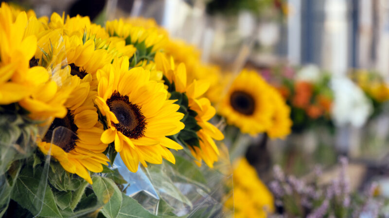 Un secreto para ti y el vínculo con la naturaleza, las personas girasol y aire