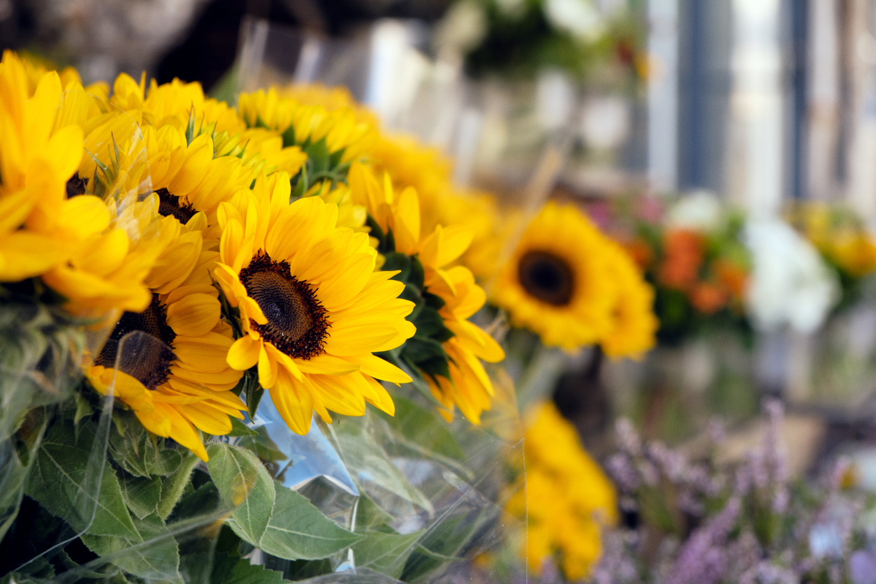 Un secreto para ti y el vínculo con la naturaleza, las personas girasol y aire