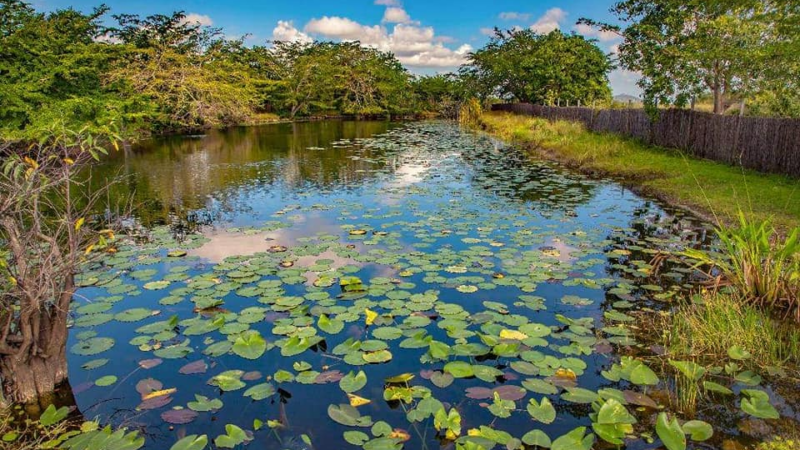 Gotas del saber, los manglares de la Isla de la Juventud