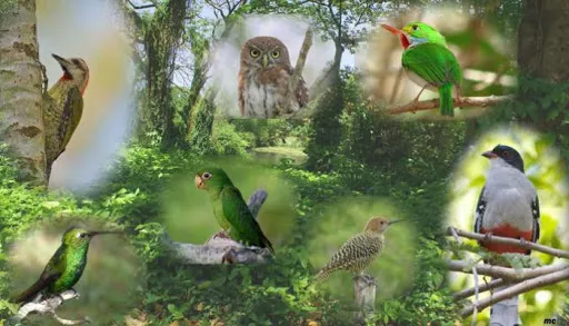 Por la conservación y manejo sustentable de los ecosistemas en Cuba