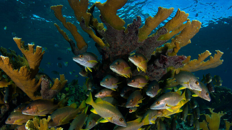Centro de Investigaciones Marinas de la Universidad de La Habana desde Gotas del saber