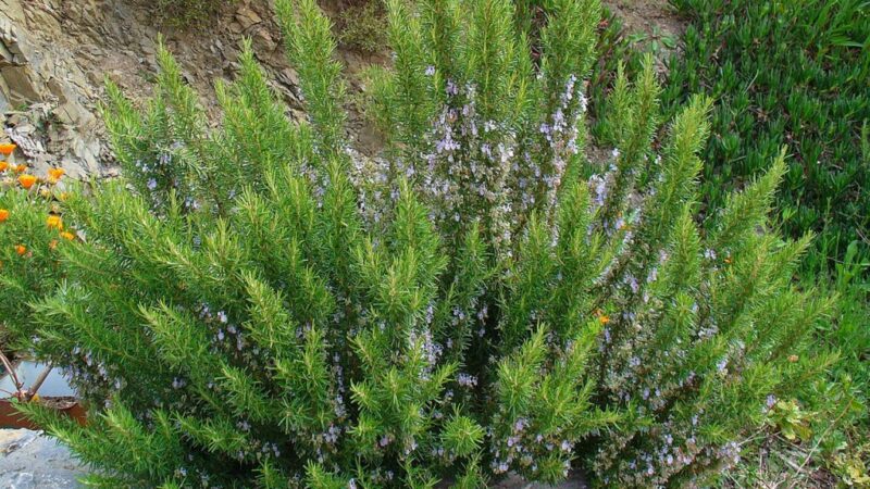 Un secreto para ti, el romero