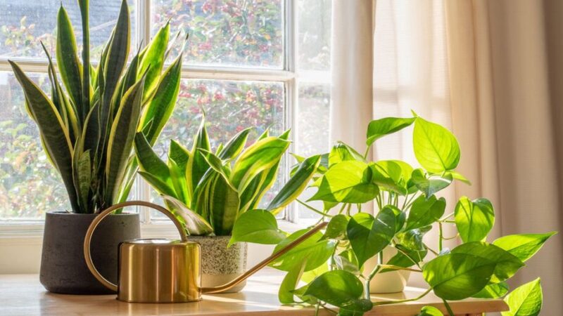 Las bondades de cuidar las plantas