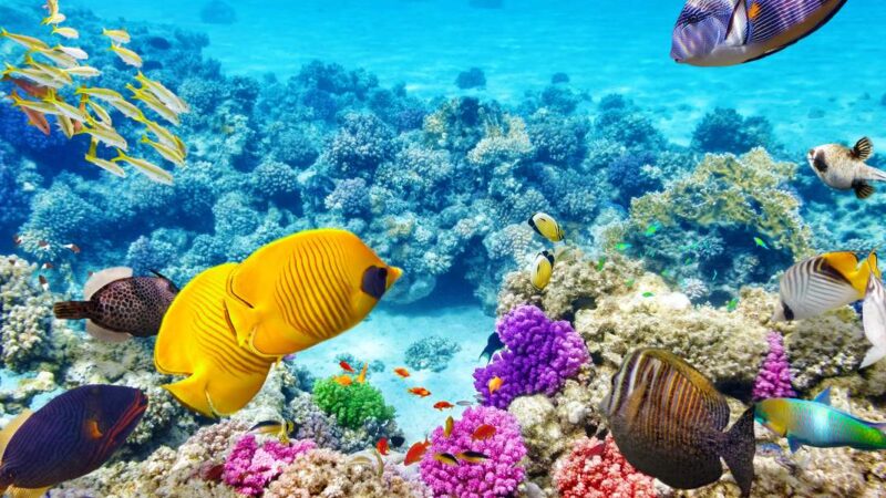 Hablemos de la gran barrera de coral de Australia