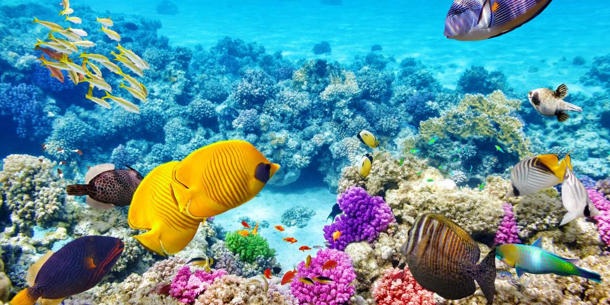 Hablemos de la gran barrera de coral de Australia
