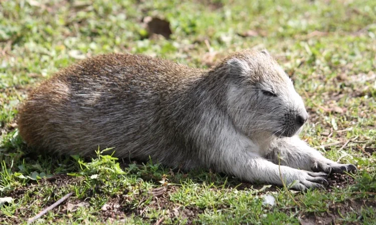 La jutía conga, los excesos para el hígado y del gran canal de Venecia en Gotas del Saber