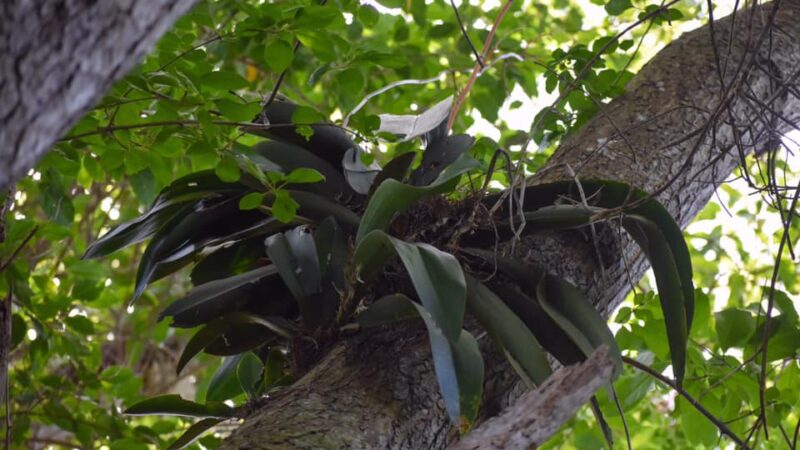 Monte de Barrancas, reserva florista de Palma Soriano
