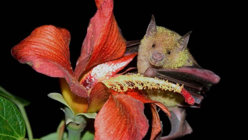 Resalta Díaz-Canel diversidad biológica de Cuba