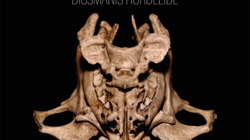 En galería Artis 718 exposición Cuerpo extraño este sábado